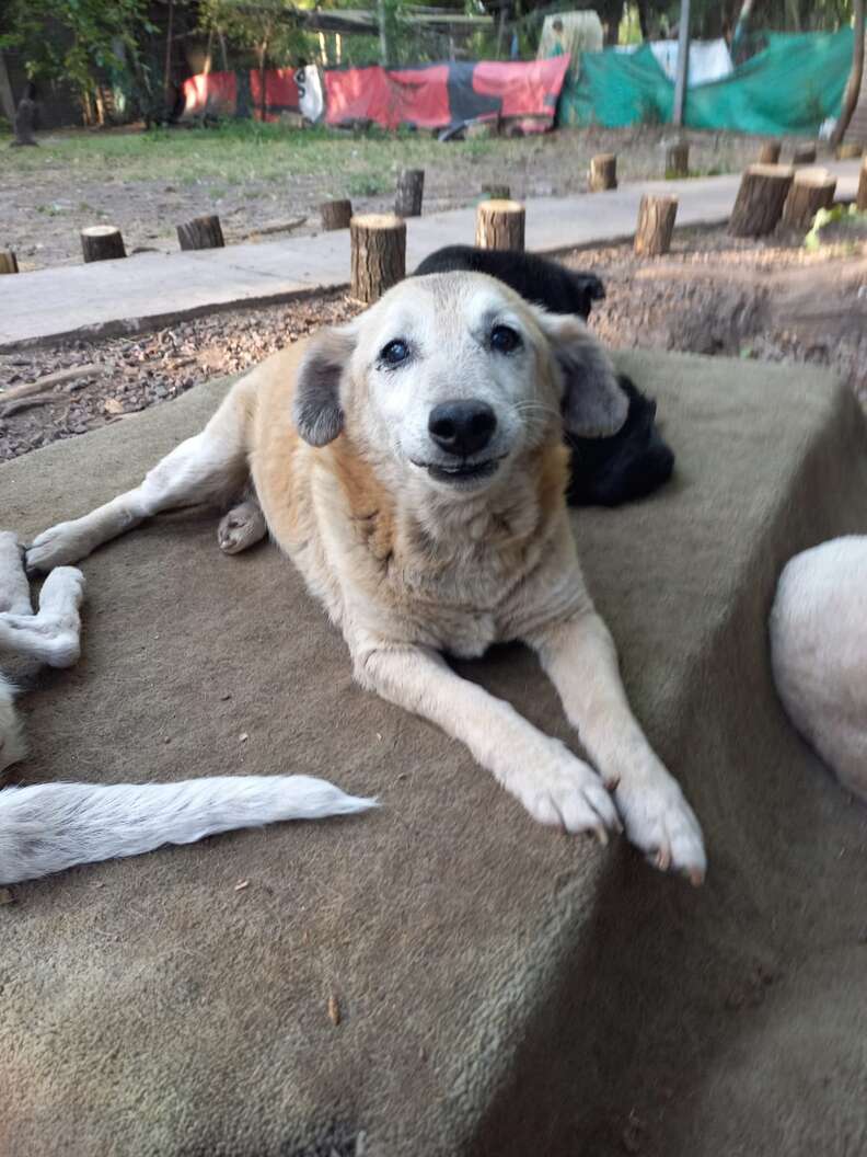 Dog Who Waited 11 Years At Shelter Can't Believe He Finally Has A Home