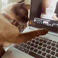 Cat Has Emotional Reaction To Video Of Her Best Friend Who Passed Away