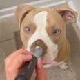 Spoiled Rescue Pittie Demands That Mom Does Her ‘Makeup’ Each Morning