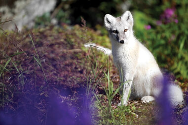 white fox in a garden