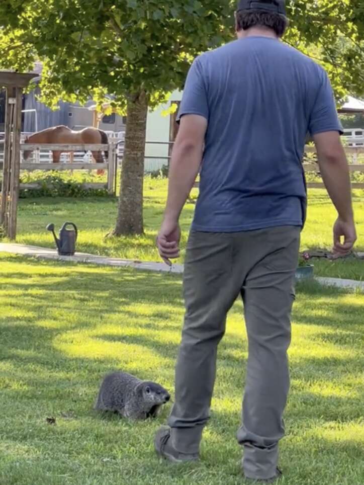 man and groundhog