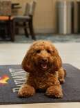 This Hotel Wants to Pay Your Dog (and You) $10,000 to Be Its Next Pet Ambassador