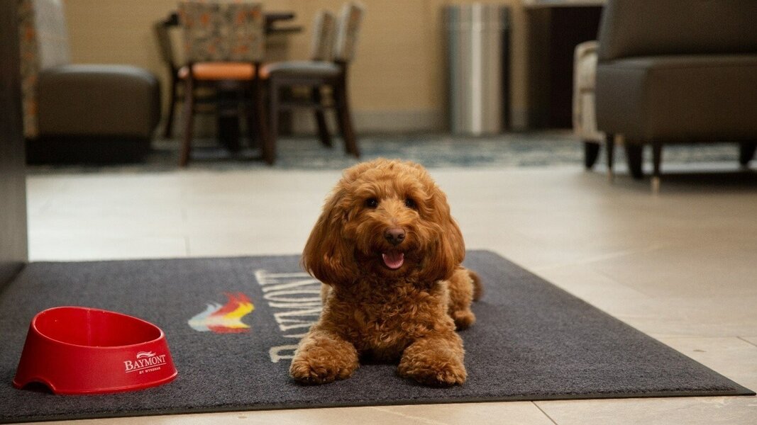 Get Paid 10,000 for Your Dog to Be This Hotel's Pet Ambassador Thrillist