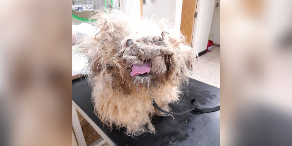 Dog Who Looked Like A Pile Of Rags Makes Most Incredible Transformation -  The Dodo