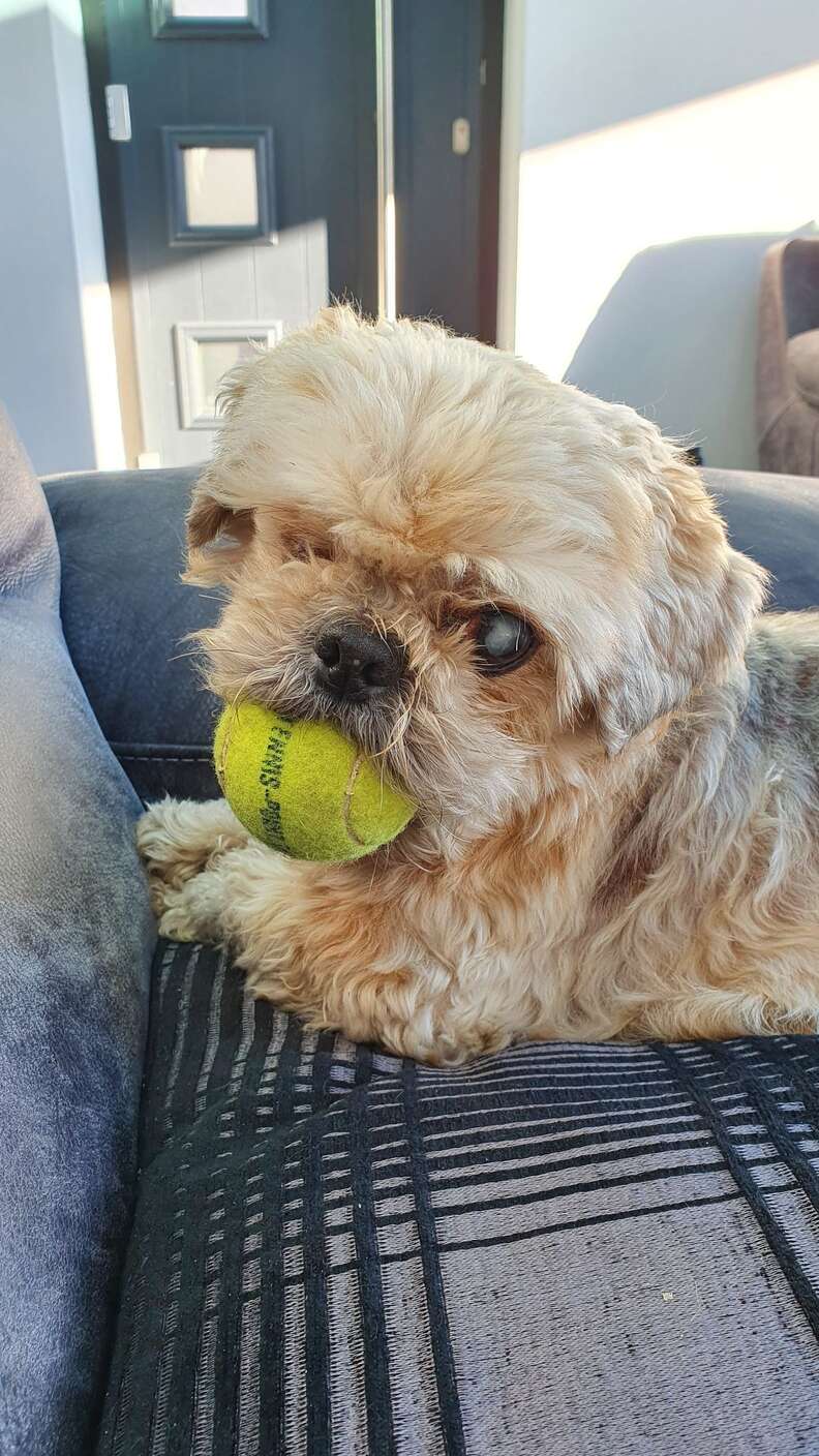 matted dog