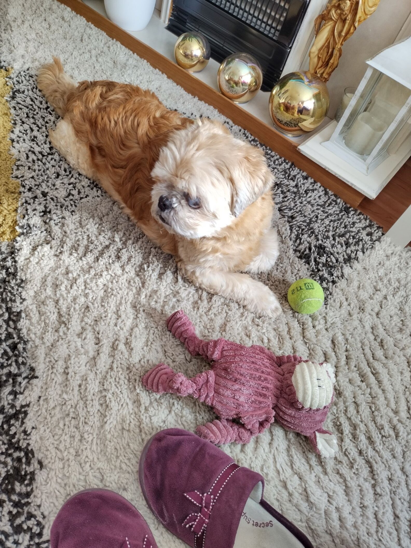 Dog Who Looked Like A Pile Of Rags Makes Most Incredible Transformation ...