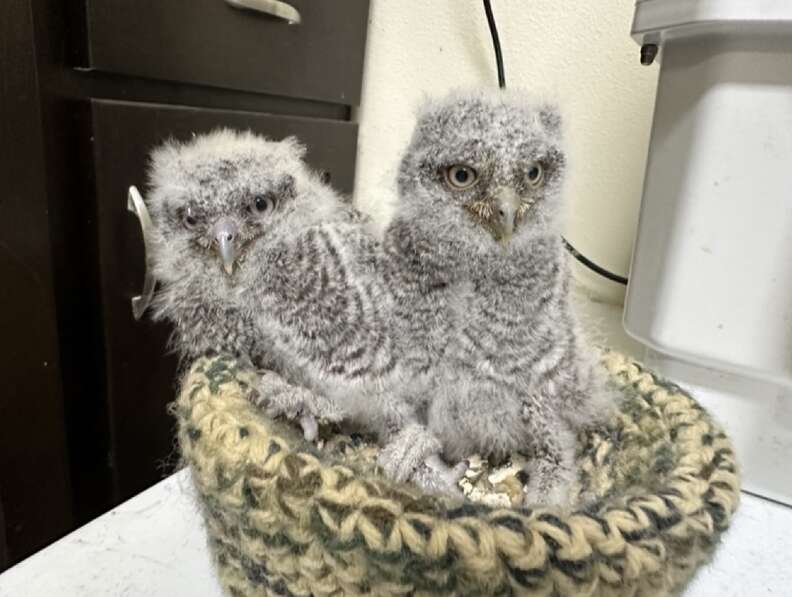 baby owls