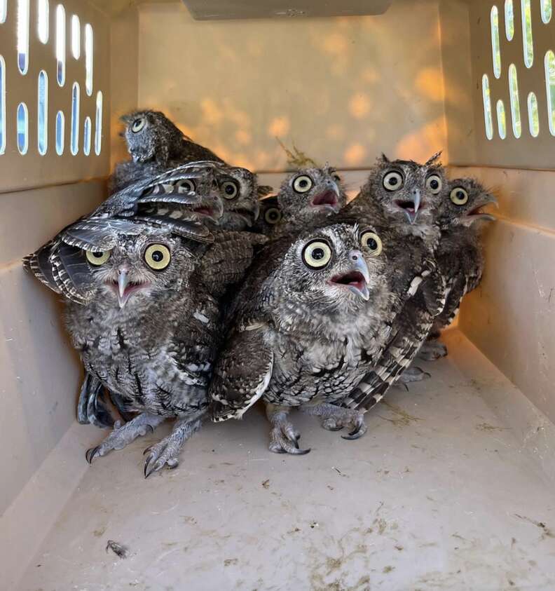 surprised owls