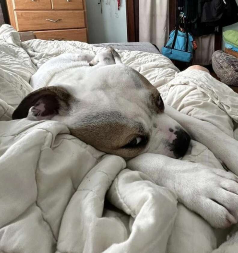 Rescue Dog Sleeping With Toys in His Mouth Melts Hearts: 'Comfort