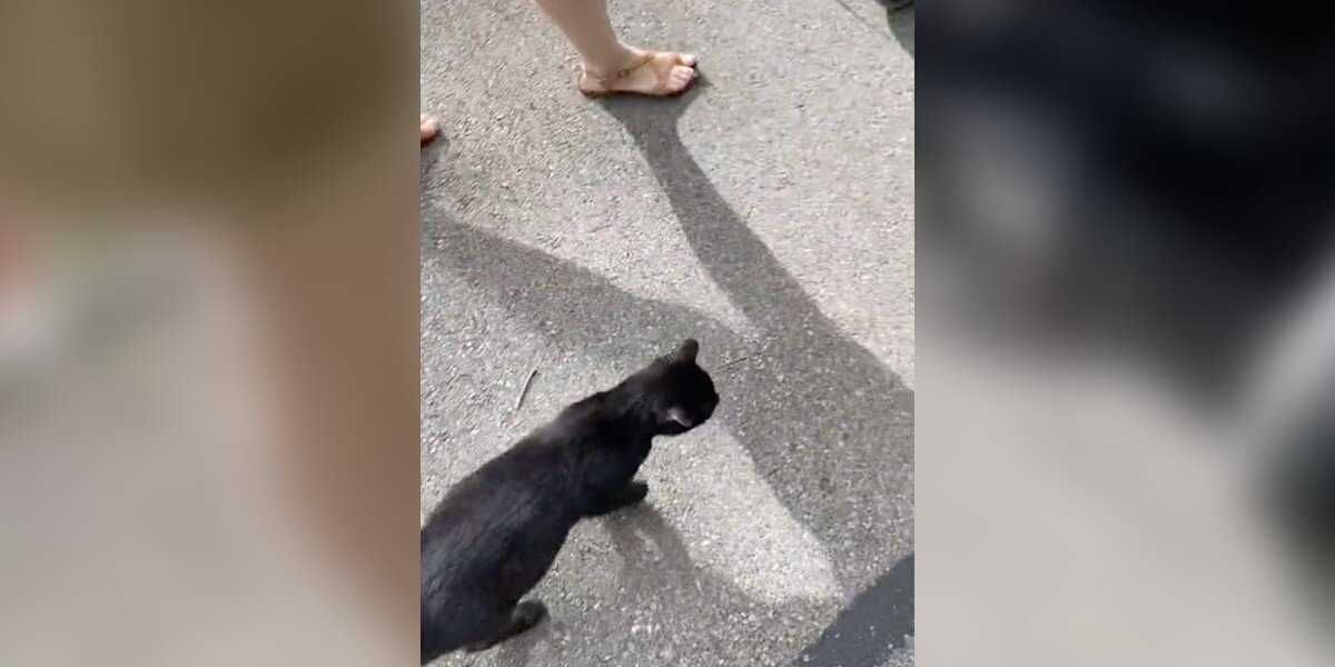 Stray Cat Joins Women Out On A Walk And Refuses To Leave — Then They Realize Why