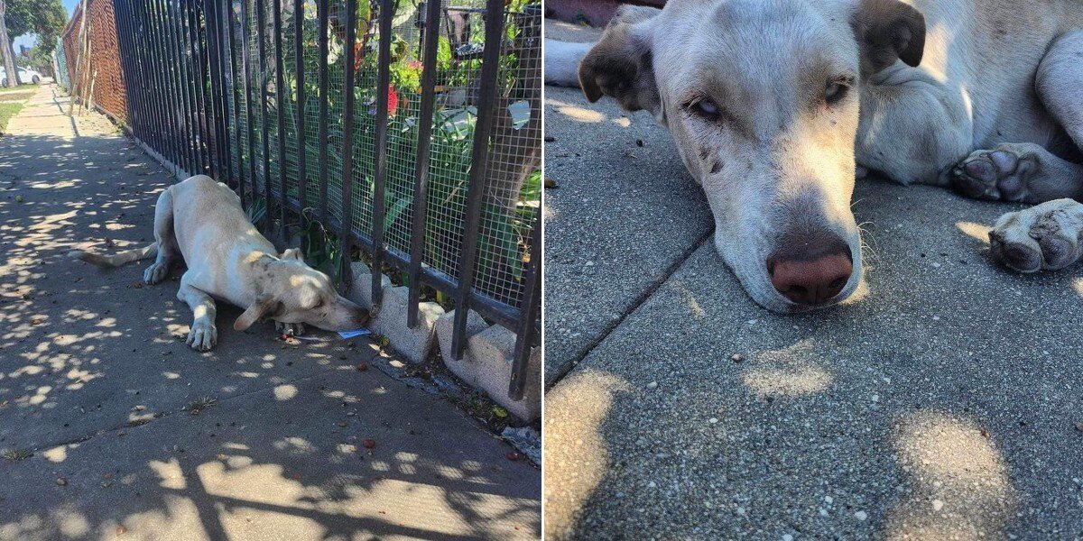 Abandoned Dog Scans Every Yard Hoping To Find His Long-Lost Family