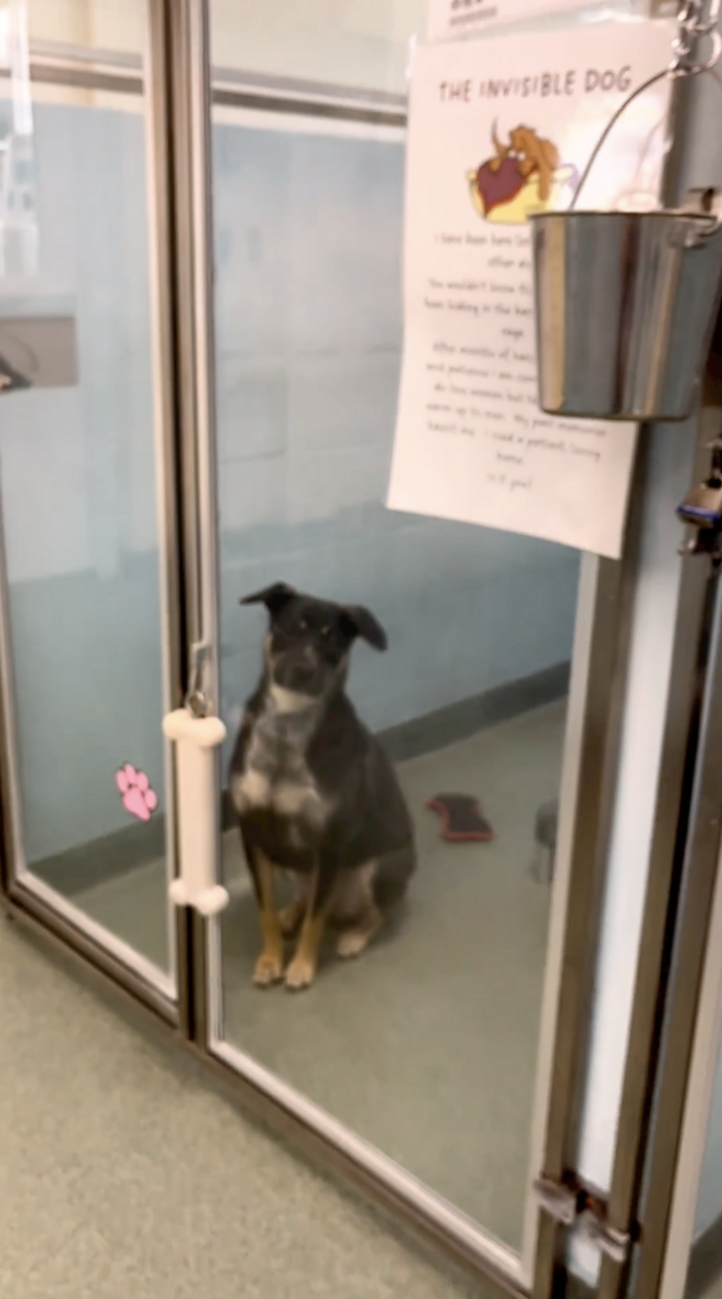 Shelter Puts Up Heartbreaking Sign About 'The Invisible Dog' - The Dodo