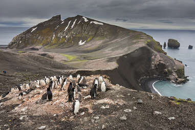 chinstrap penguin colony on deception island