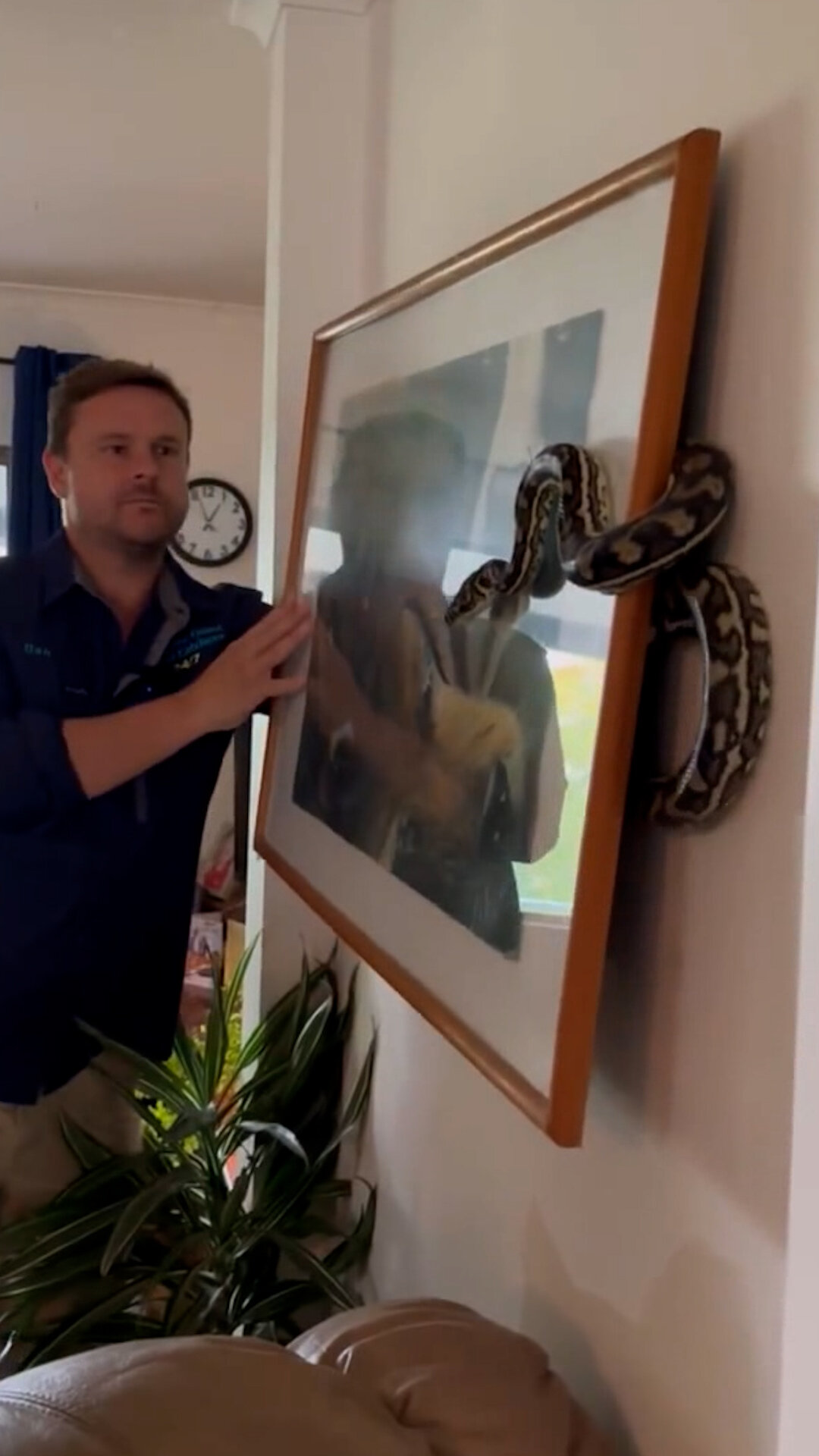 WATCH: Homeowner Finds Large Python Hiding Behind Painting