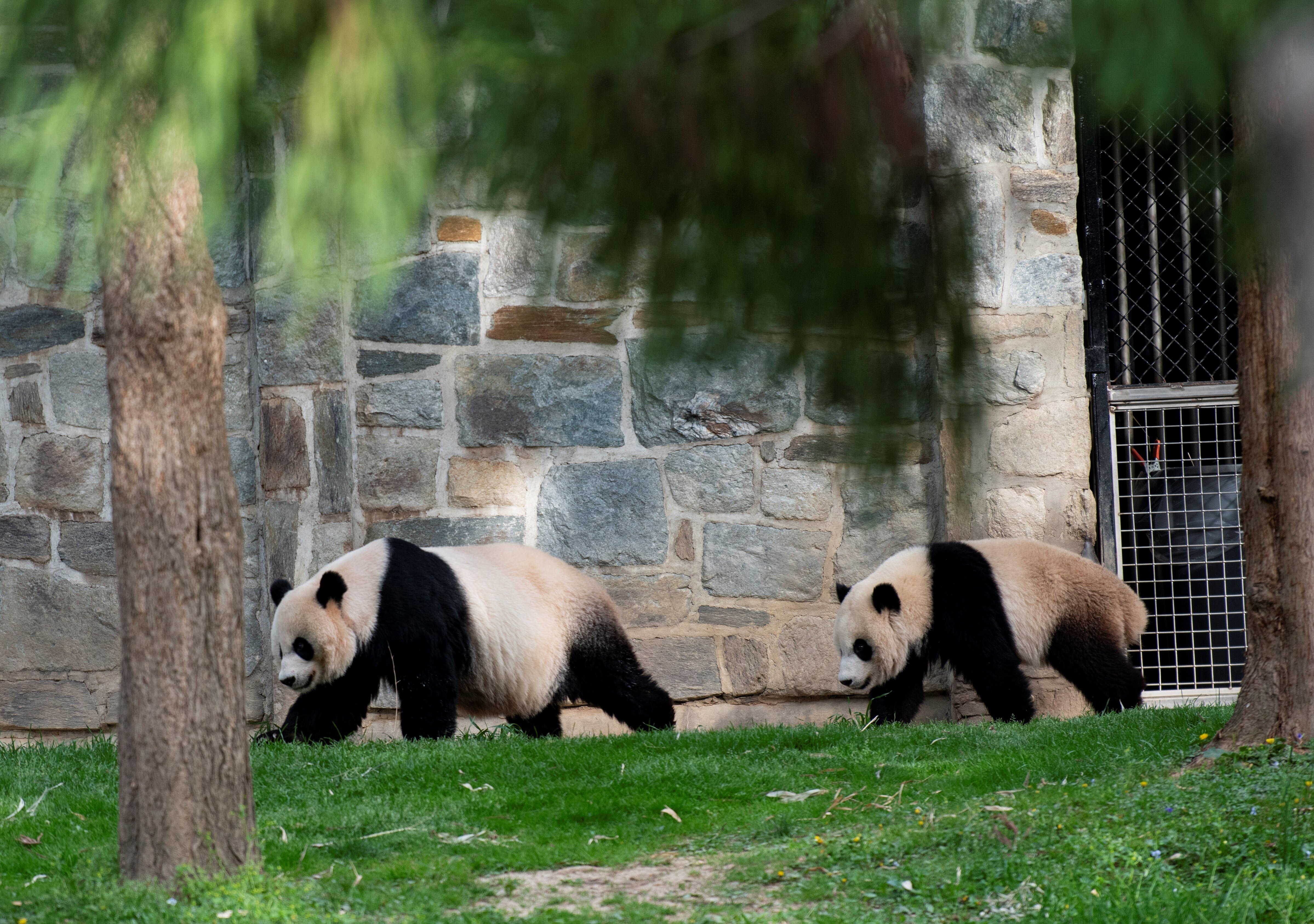 After More Than 50 Years, the Smithsonian National Zoo Is Returning Its Pandas to China