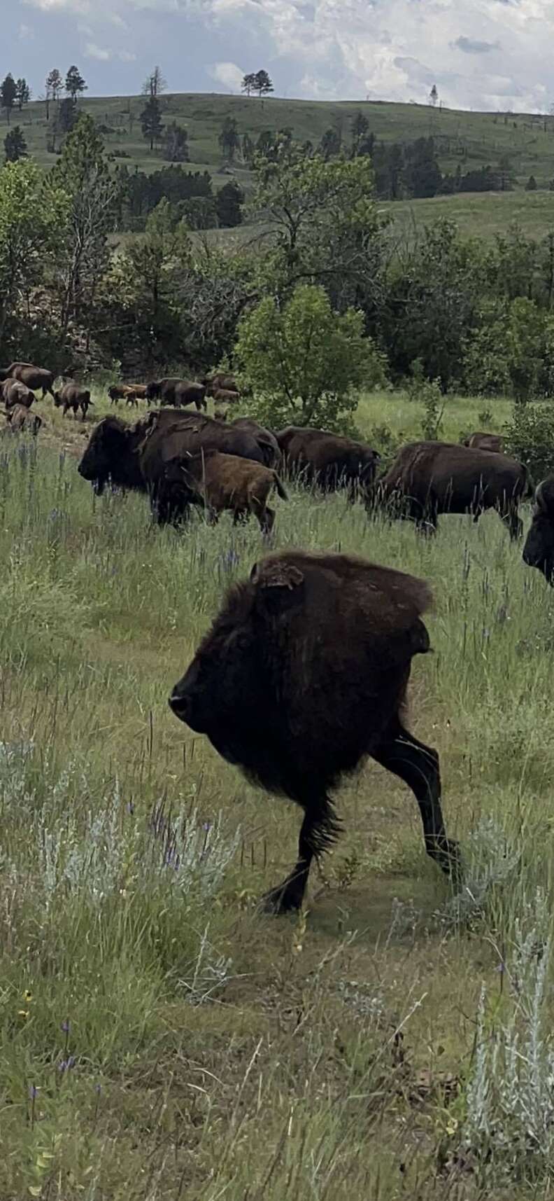 buffalo