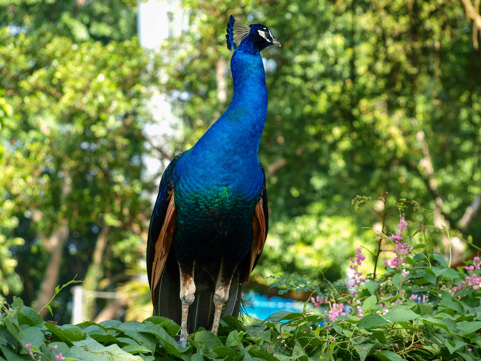 Woman Stops Short When She Sees 'Giant Peacock' On Skyscraper - The Dodo