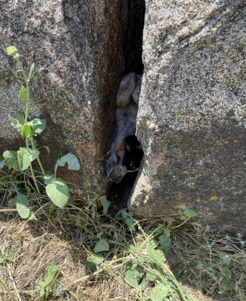 puppy trapped in boulders