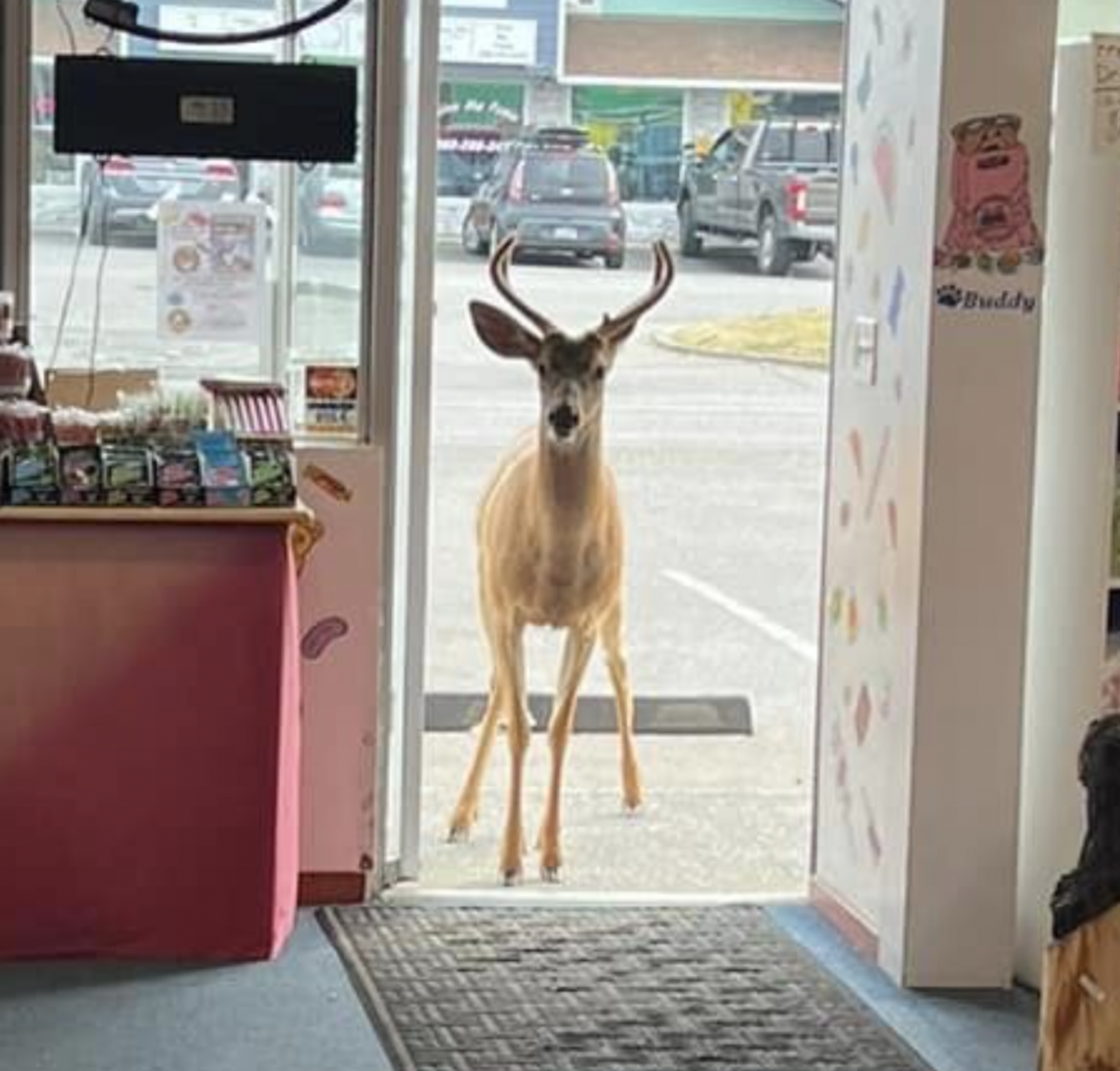Candy Shop Owner In Disbelief When She Sees Who Walks Through The Door ...