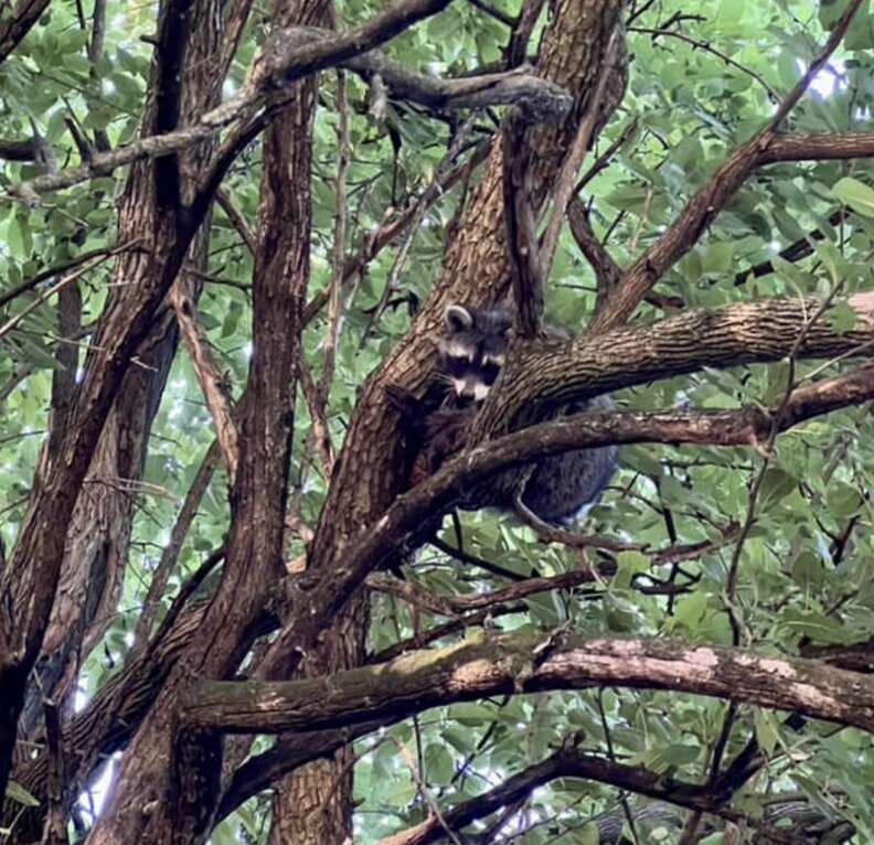 raccoon in tree