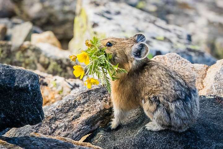 Pika: Life in the Rocks