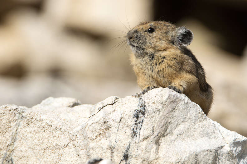 Weird & Wonderful Creatures: The Pika  American Association for the  Advancement of Science (AAAS)