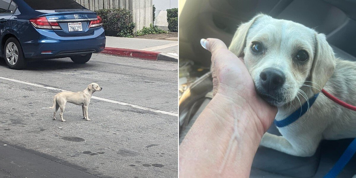 Loyal Dog Stares At Emergency Room Entrance For 10 Days, Hoping To See Her Human Again