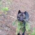 Wildlife Camera Captures Yellowstone Wolves Doing The Sweetest Thing For Their Pups