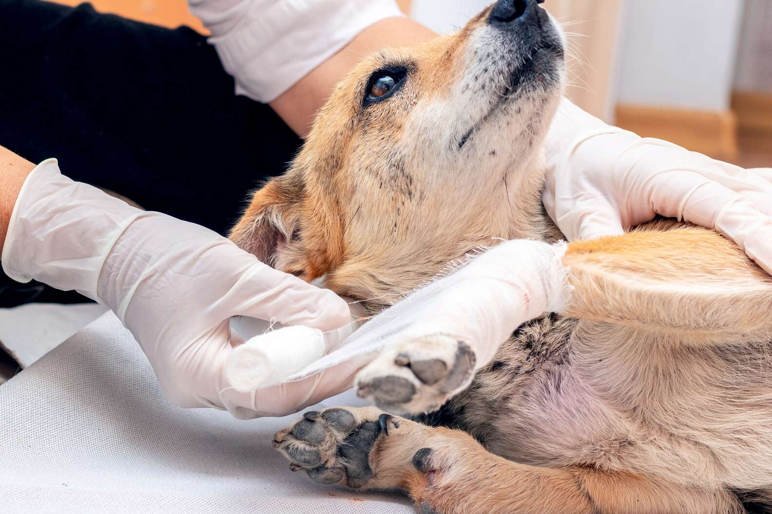Dog Related Injuries The Most Common Hiking-Related Dog Injuries, According To An ER Vet ...