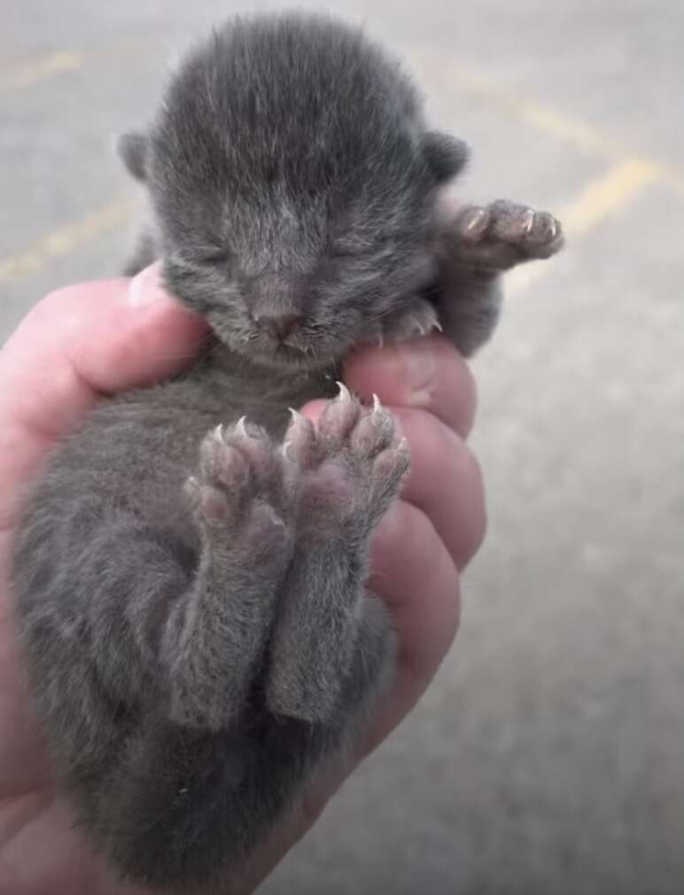 kitten