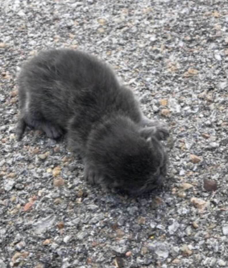 kitten in parking lot 