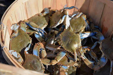 Maryland blue crab