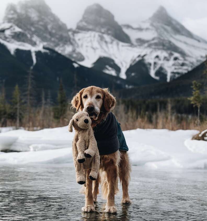 Hiking with hotsell golden retriever