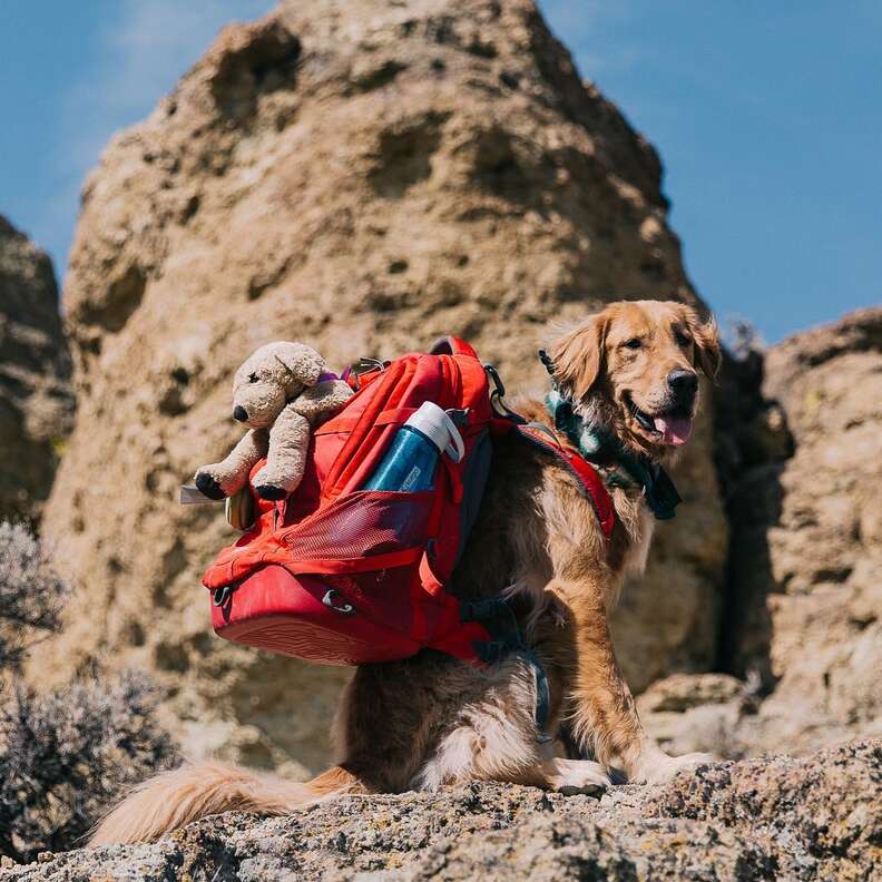 Dog hikes with his stuffed toy