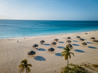 Eagle Beach Aruba, Palm Trees on the shoreline of Eagle Beach in Aruba, drone view at a beach with palm trees and umbrellas.