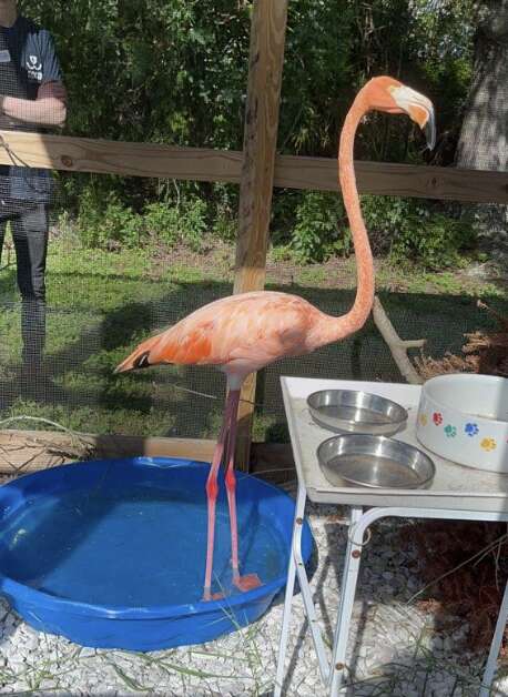 flamingo