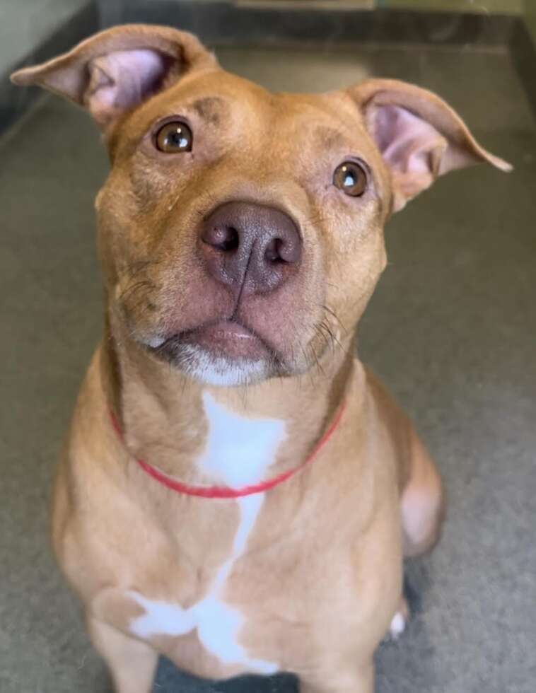 dog