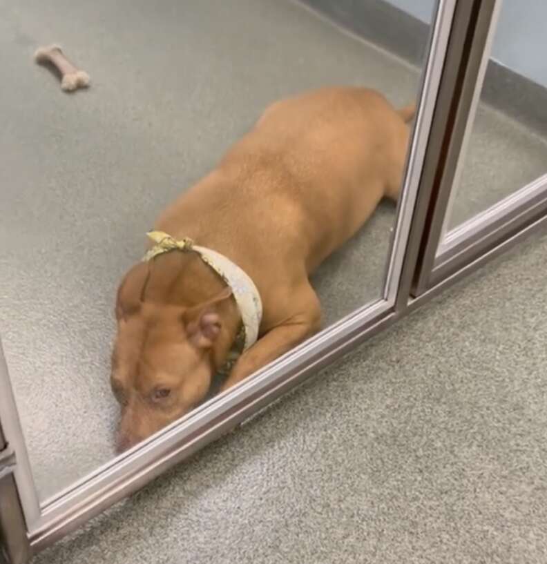 sad dog