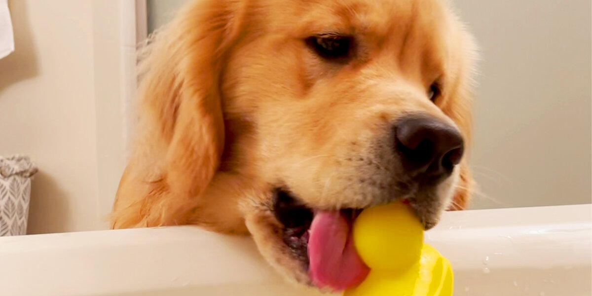 Dog Won't Stop Dropping Objects Into His Mom's Bath Videos The Dodo
