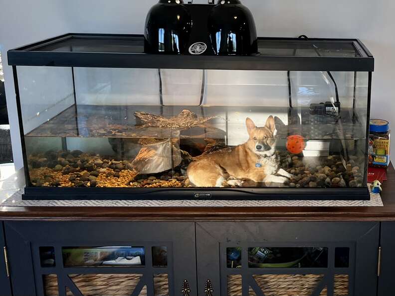 Woman Glances Into Her Turtle's Aquarium And Sees Someone