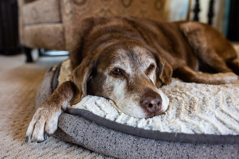 Old dog on a bed