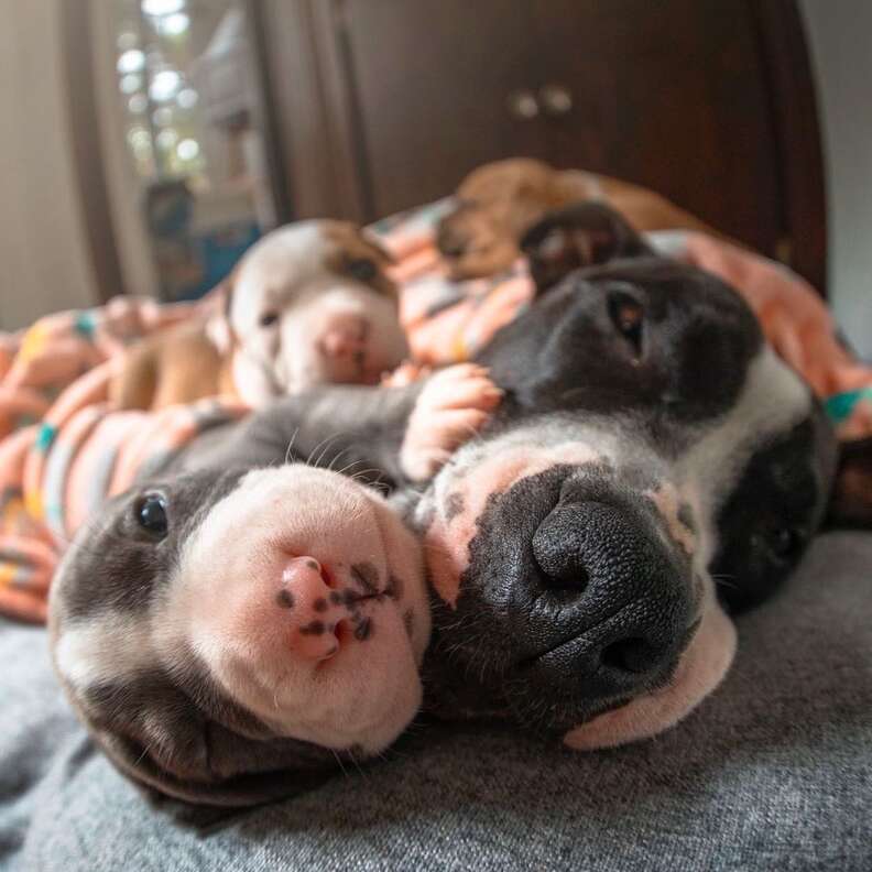 Mama pit bull sleeps with her litter of puppies