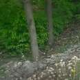 Hikers Hear Strange Noise By A Creek And Find Someone Furry Giving Birth