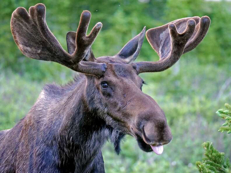 Whole Moose Antlers, Chewy Pawz