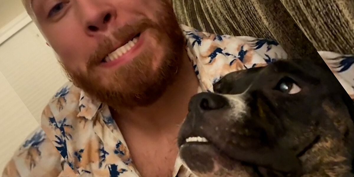 Woman Brings A Stray Pittie Home To Her Husband Videos The Dodo