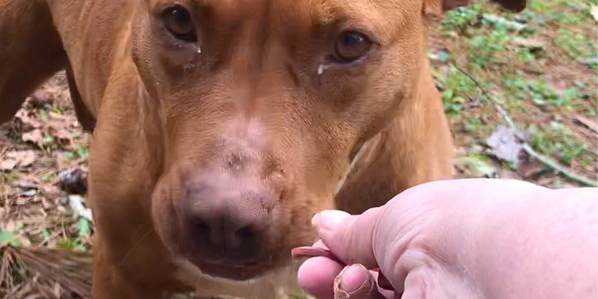Woman Goes Out Every Day For A Year To Get Stray Pittie To Trust Her ...