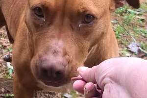 Woman Goes Out Every Day For A Year To Get Stray Pittie To Trust Her