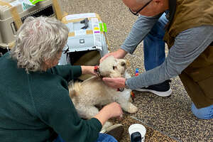 Matted Senior Dog Was Chained On The Roof For Two Years