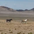 Woman Reunites Bonded Wild Horses