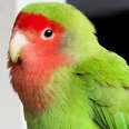 Girl Reunites Lost Lovebird With His Family